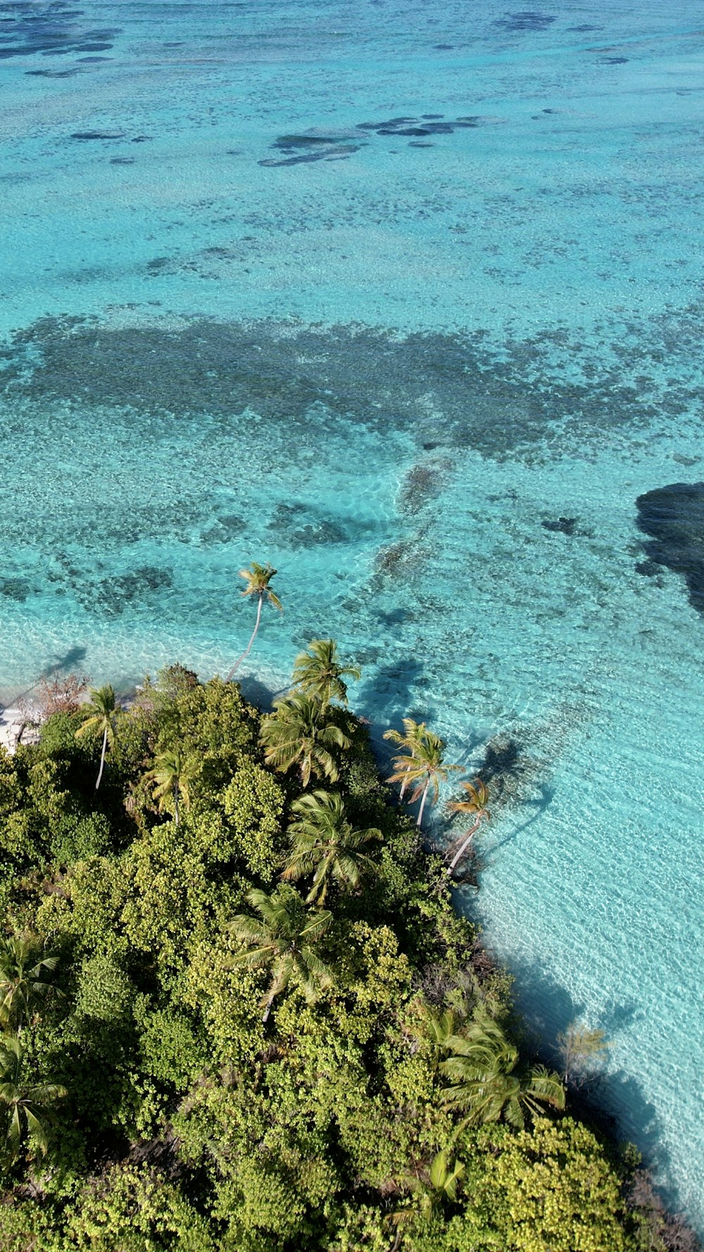 a group of plants in the water