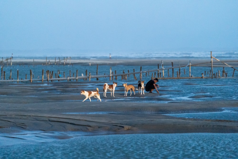 a group of dogs on a beach