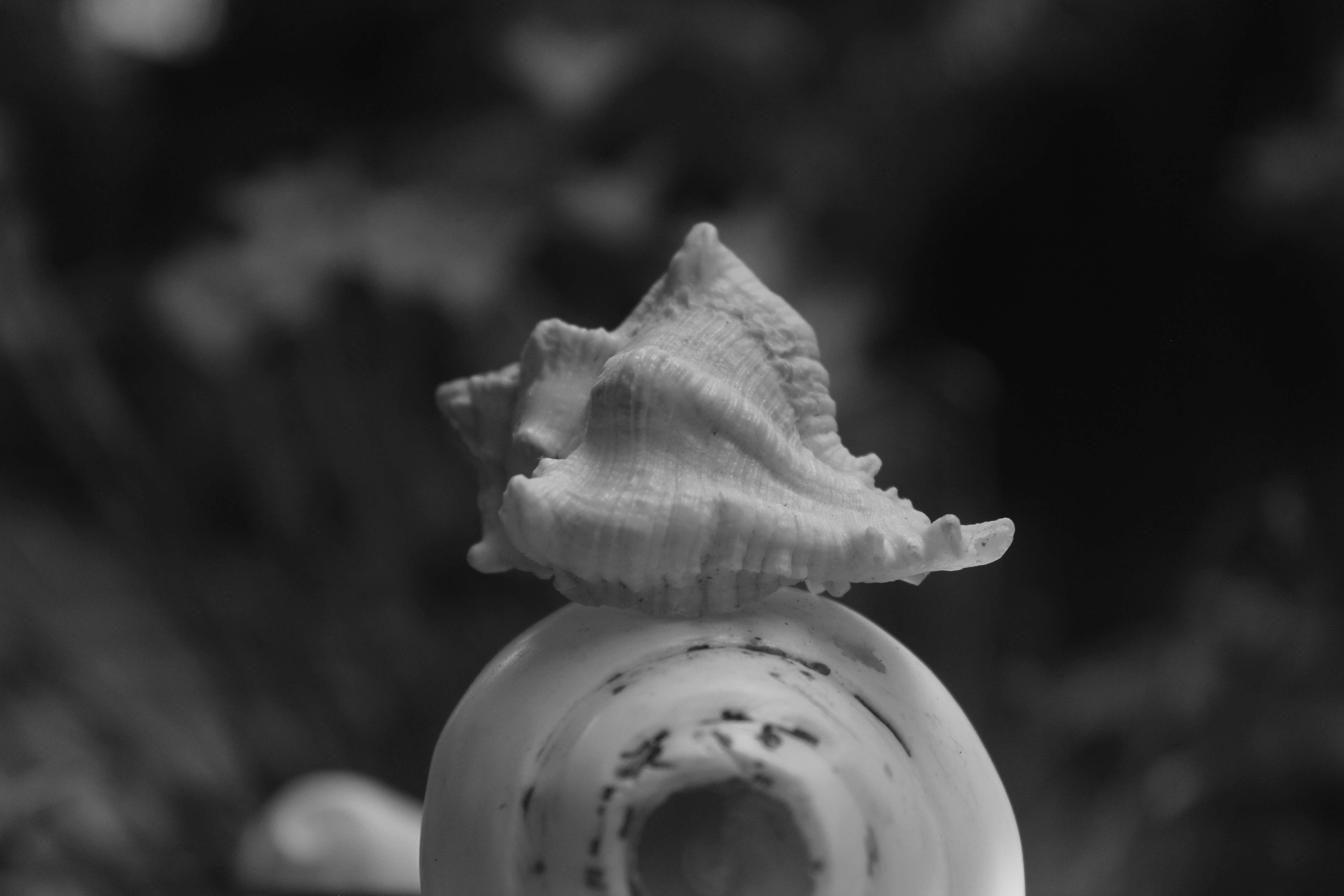 Photo by srini2srinivas