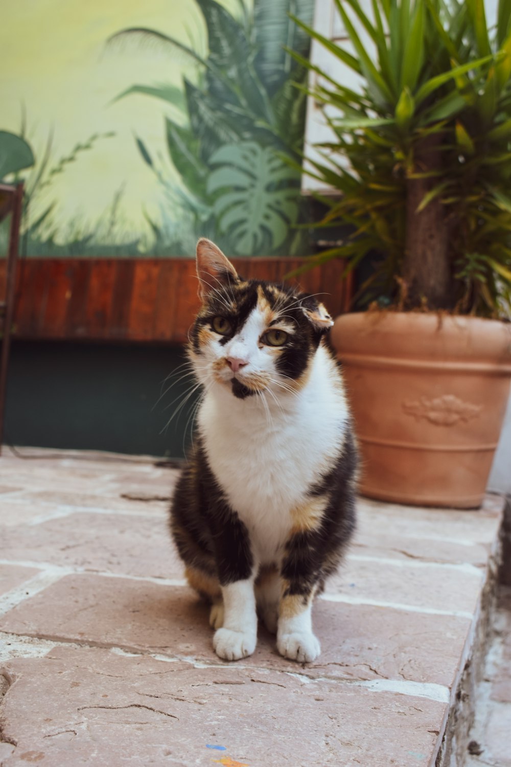a cat sitting on a patio