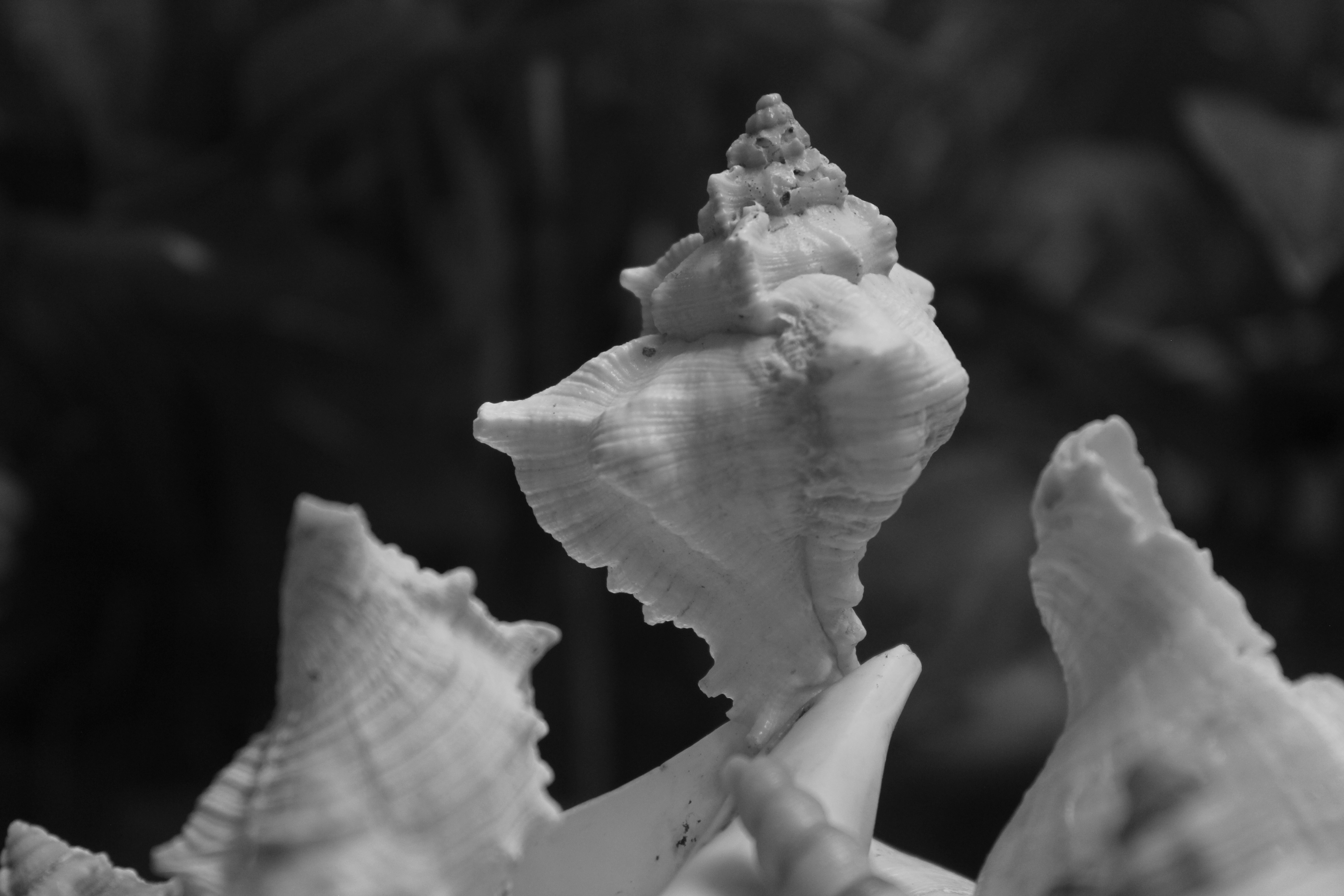 Photo by srini2srinivas