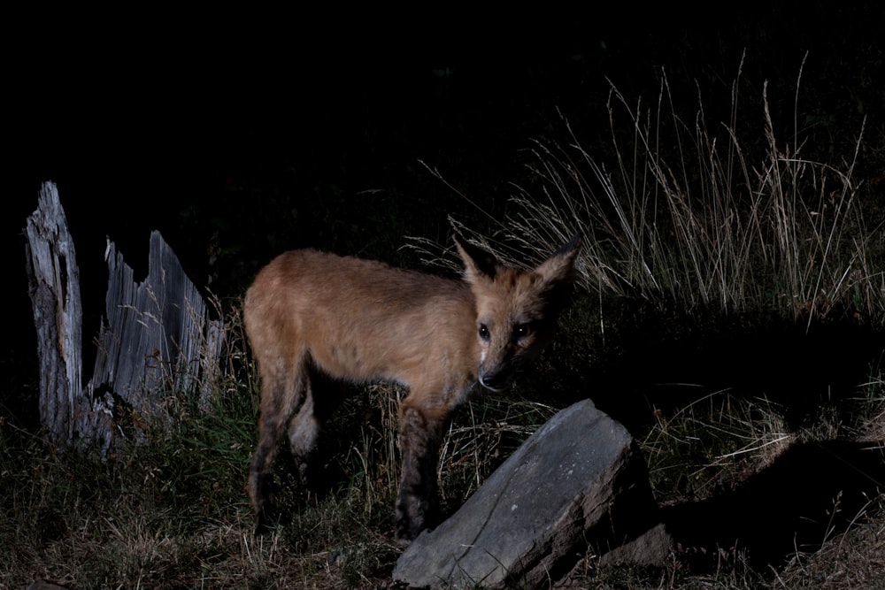 a fox standing in the grass