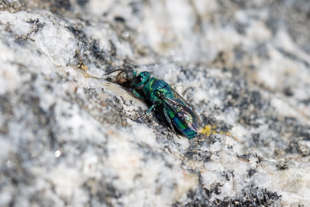 a green and blue insect on a rock