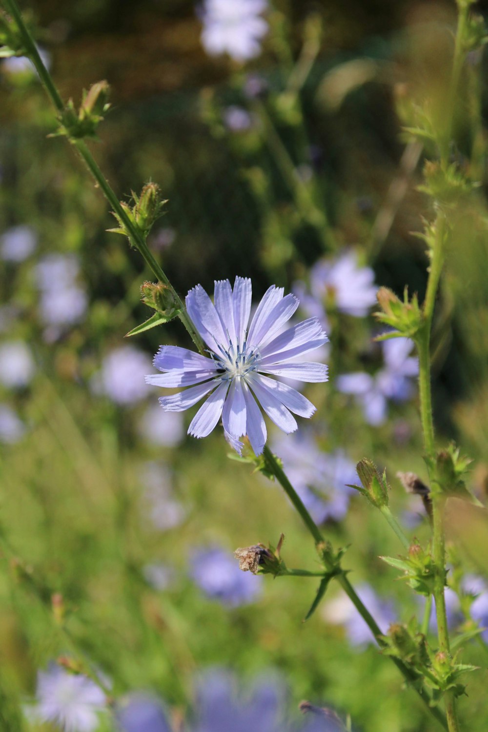 a bee on a flower