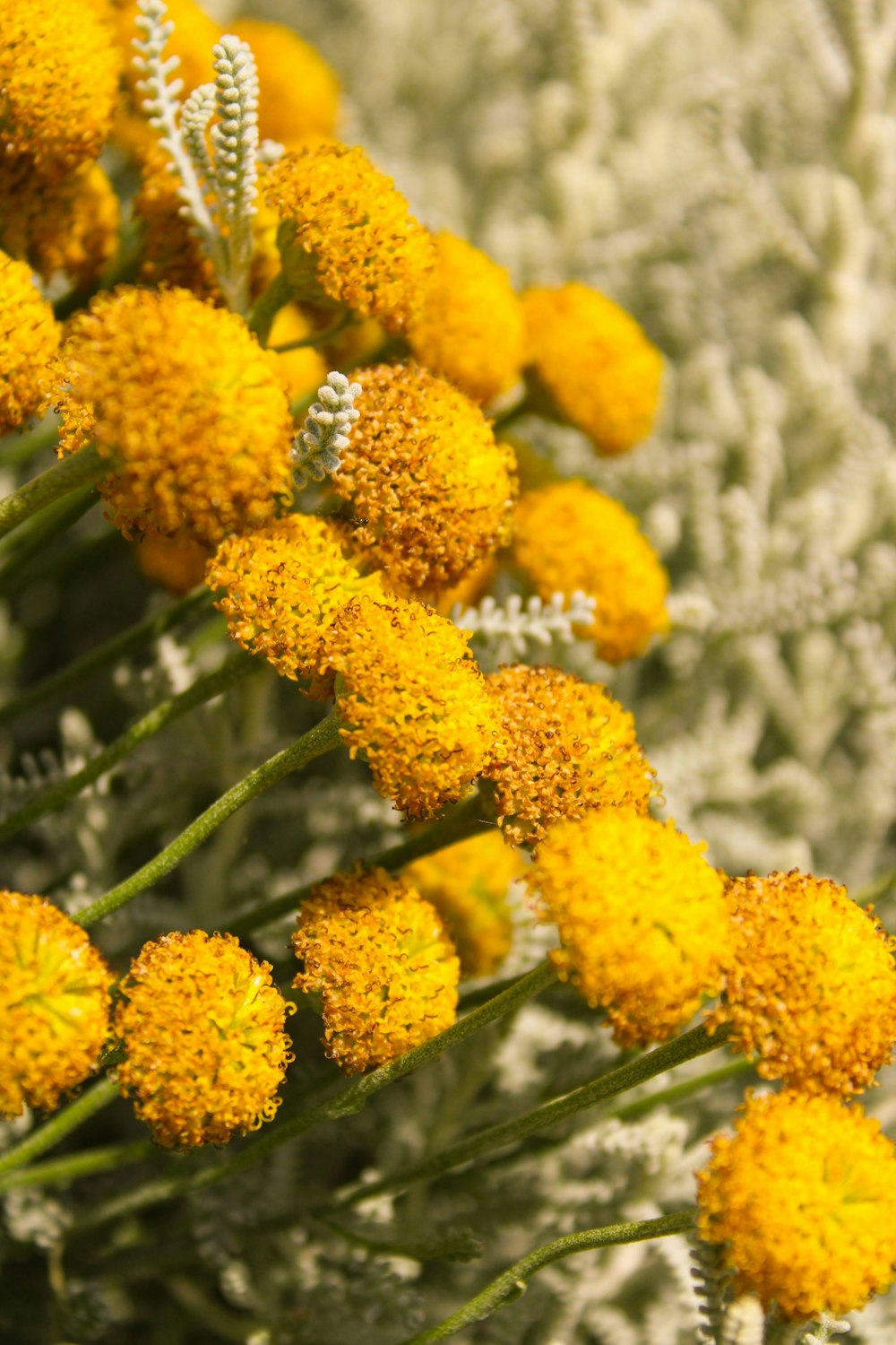 a close up of a plant with yellow flowers