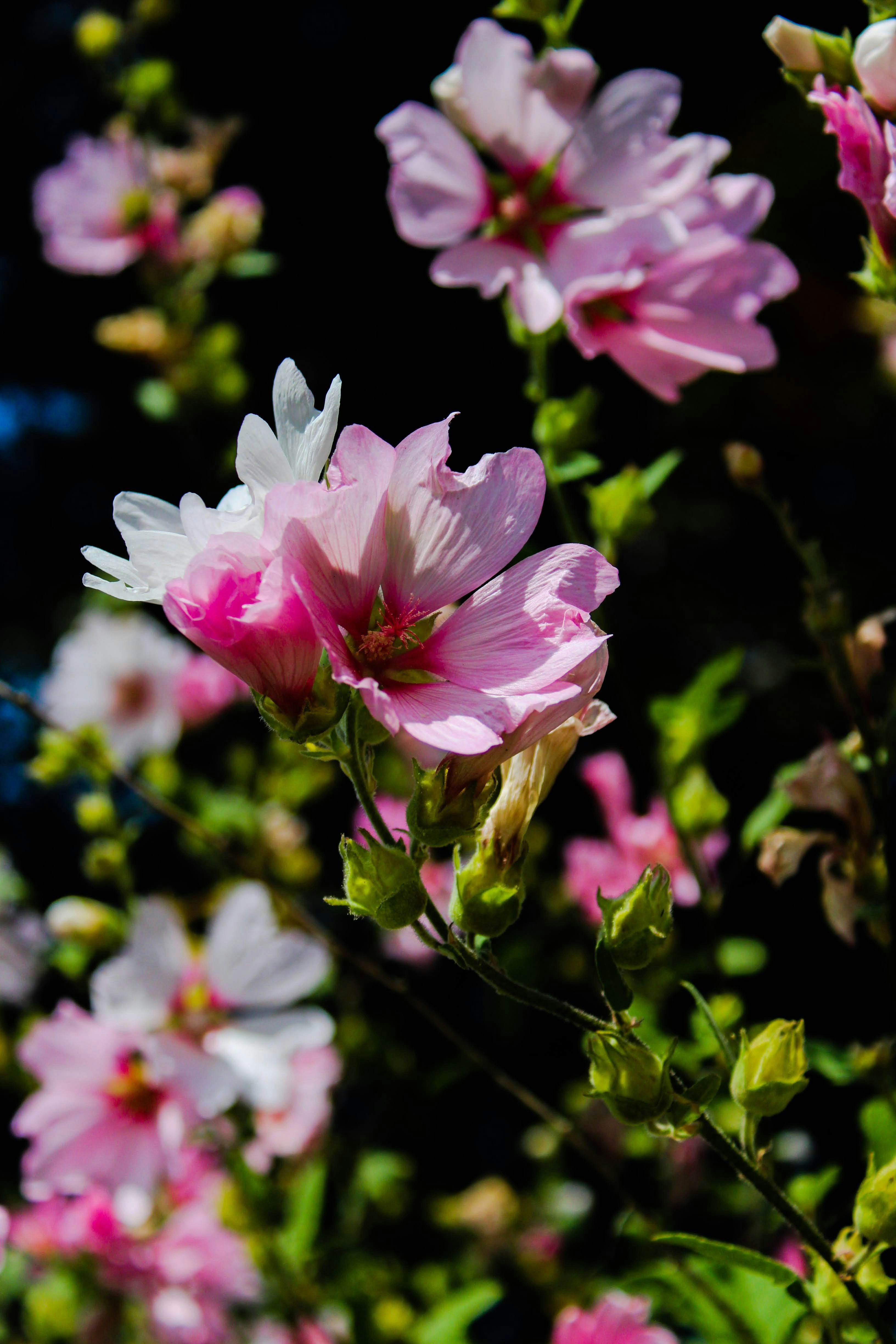 Photo by balesphotographyco