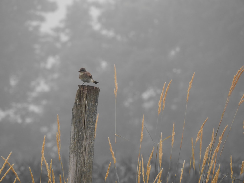 Ein Vogel sitzt auf einem Pfosten