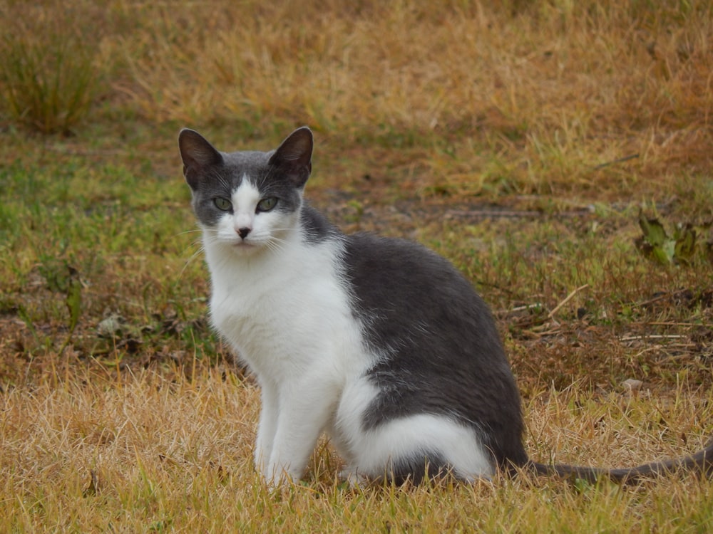 a cat sitting in a field