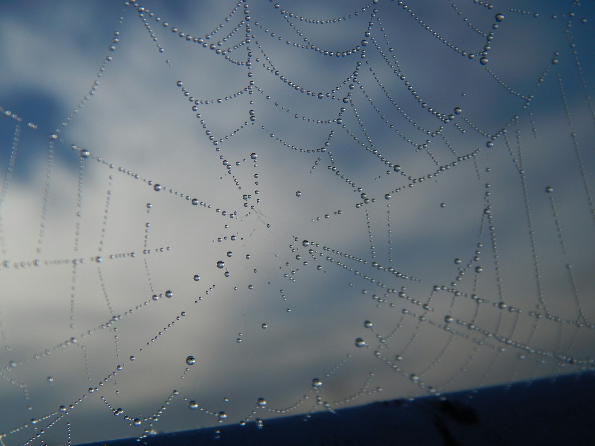 a spider web with water droplets on it
