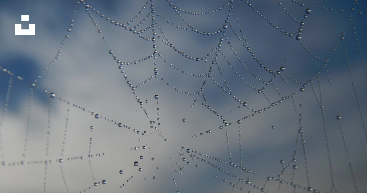 Foto Una telaraña con gotas de agua – Imagen Agua de cerca gratis en ...