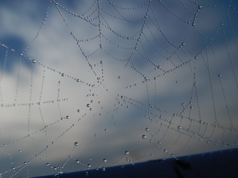 a spider web with water droplets on it