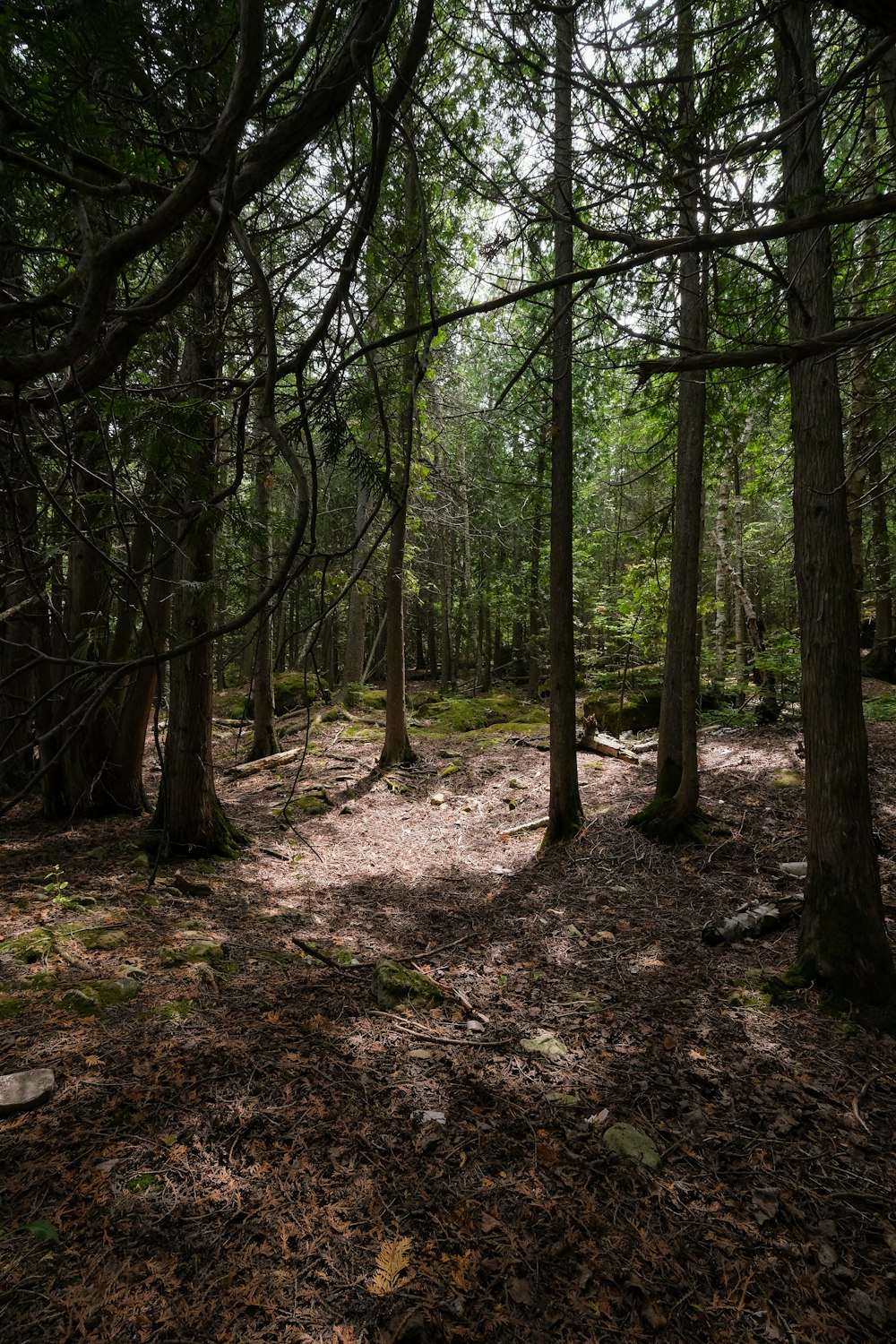 a path through a forest