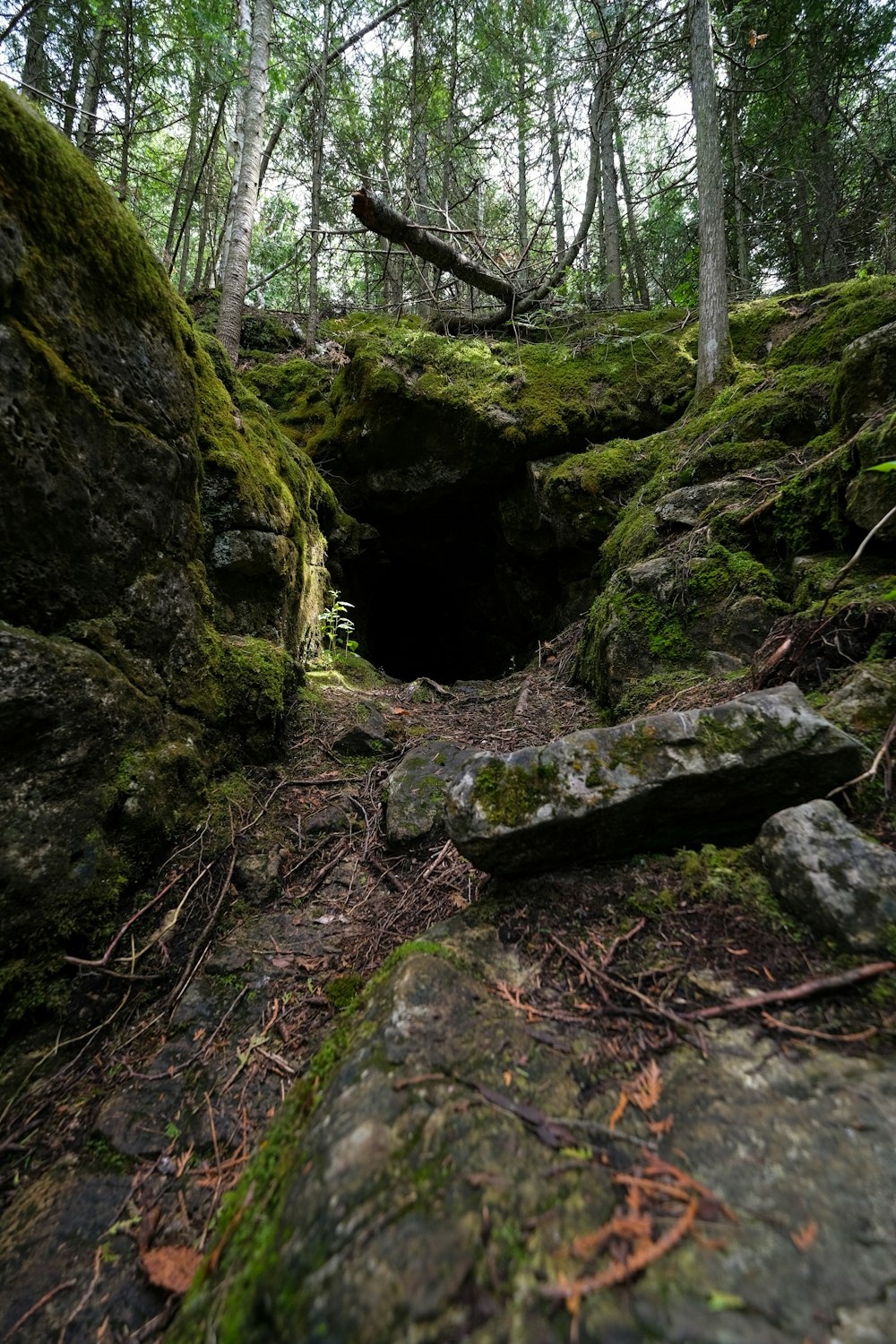 a cave in the woods