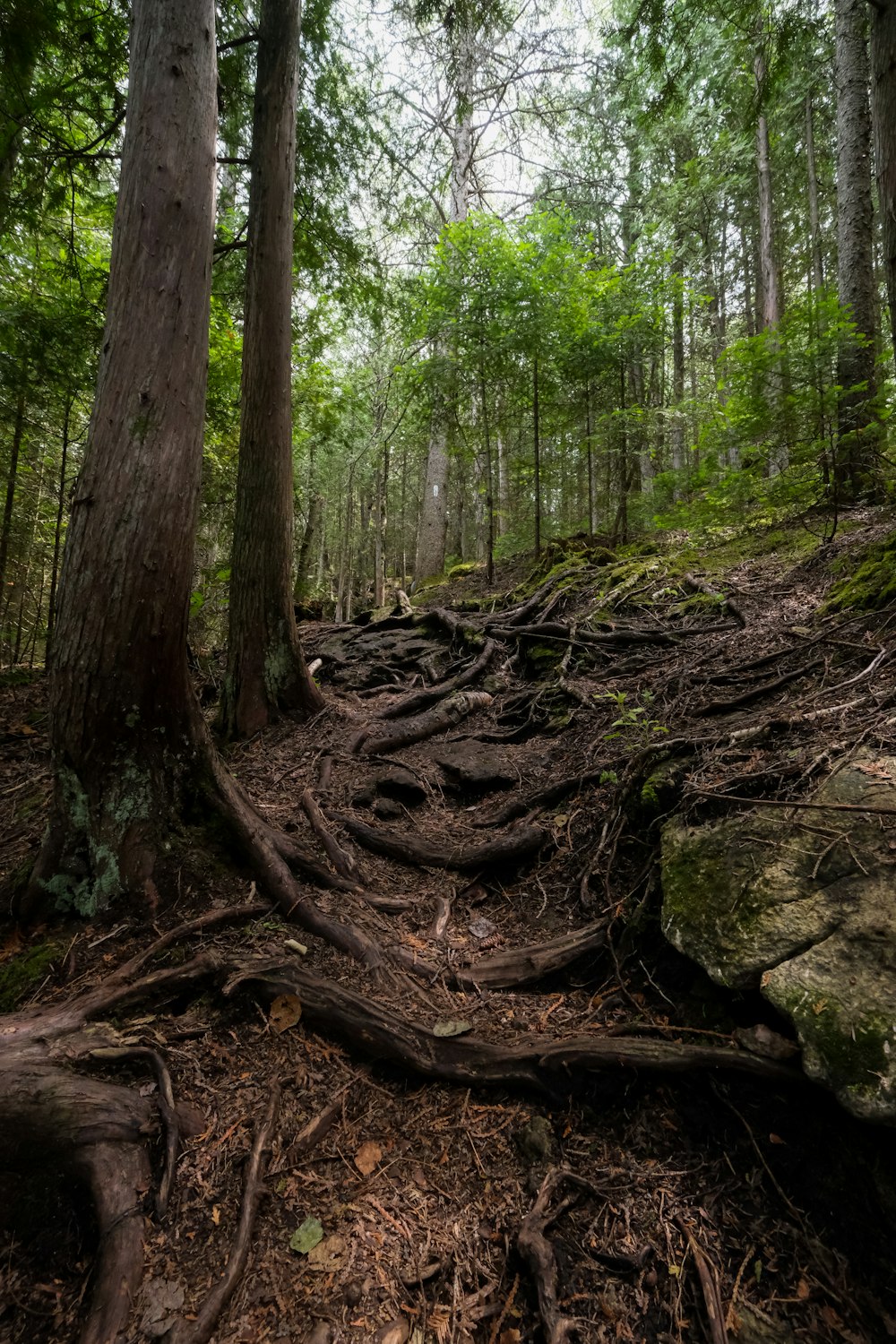 a tree trunk in the woods