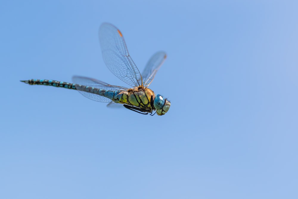 a dragonfly flying in the air