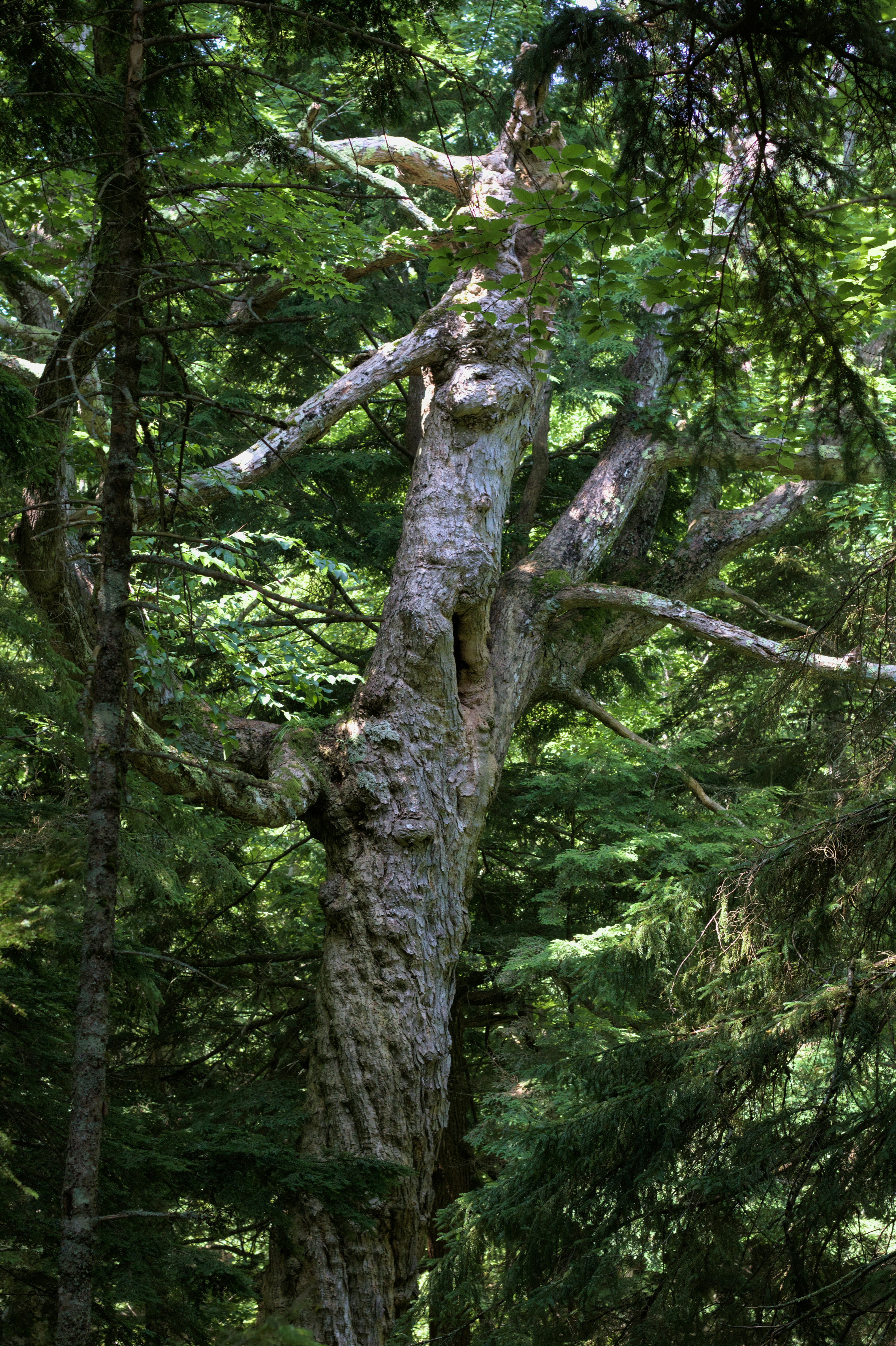 Photo by contigotheseagull