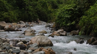 a river with rocks and trees