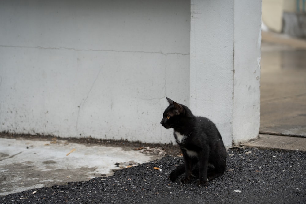 Eine Katze sitzt auf dem Boden