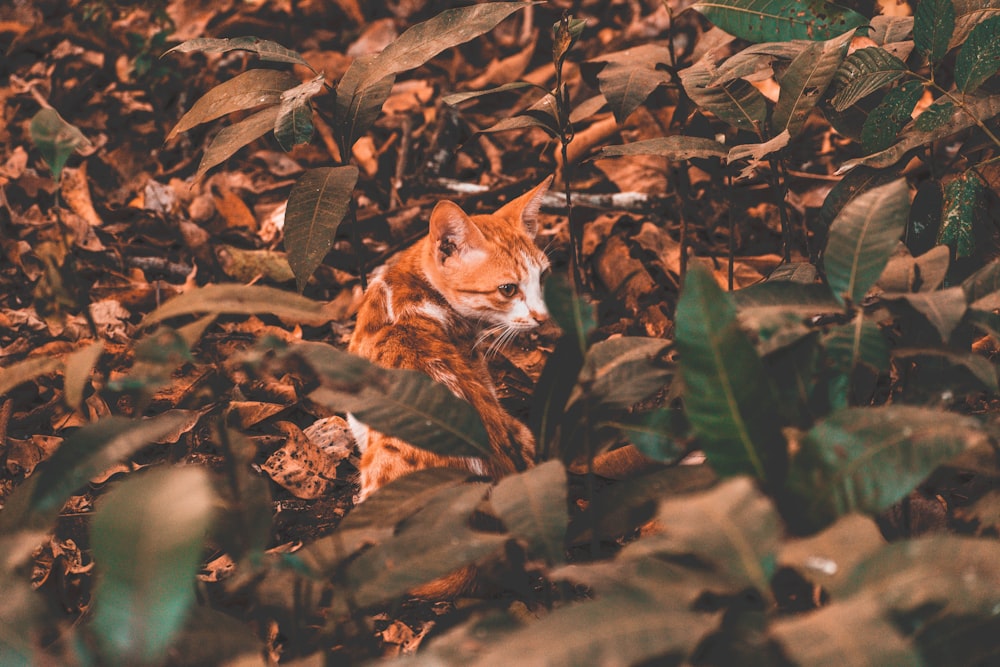 a cat in a pile of leaves