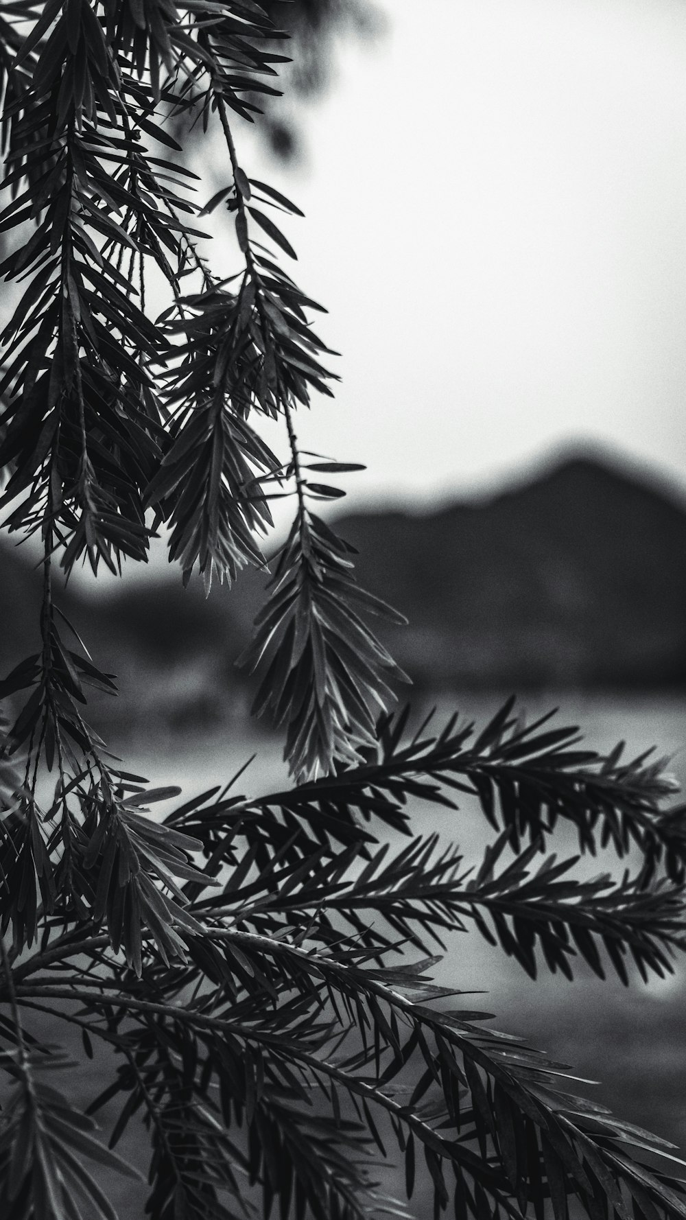 a close-up of some palm trees