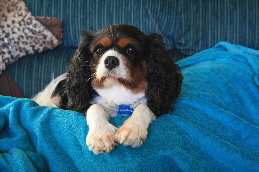 a dog lying on a bed