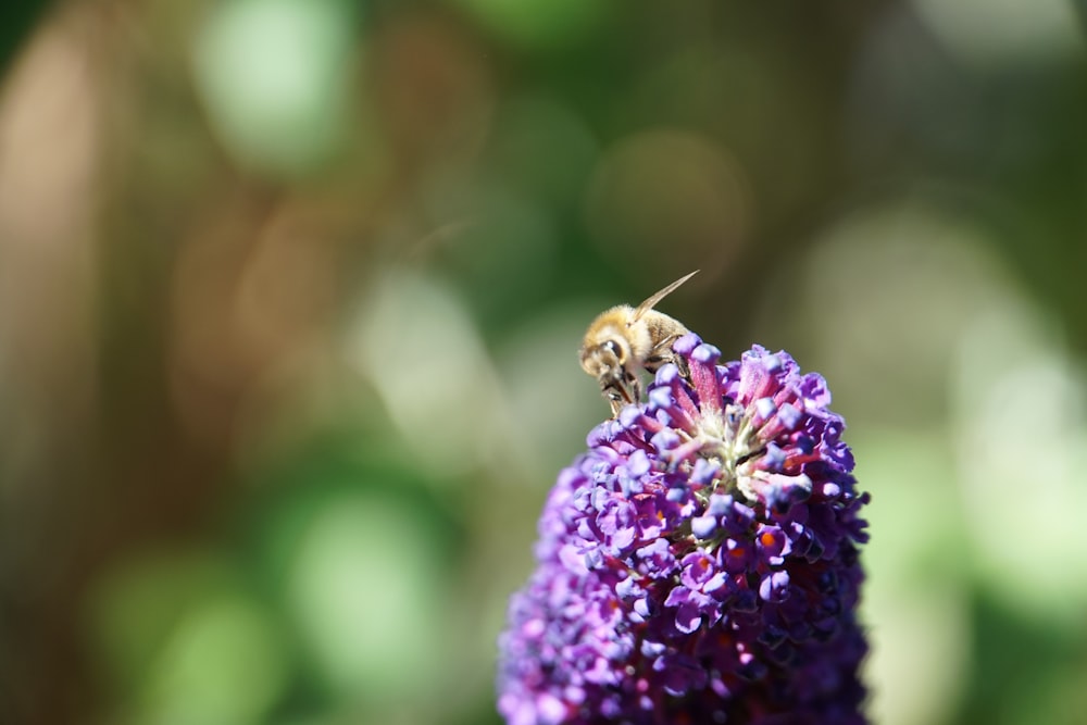 a bee on a flower