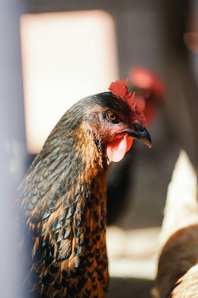 Broiler Chickens, Live, 2.5kg — photo 3 of 3