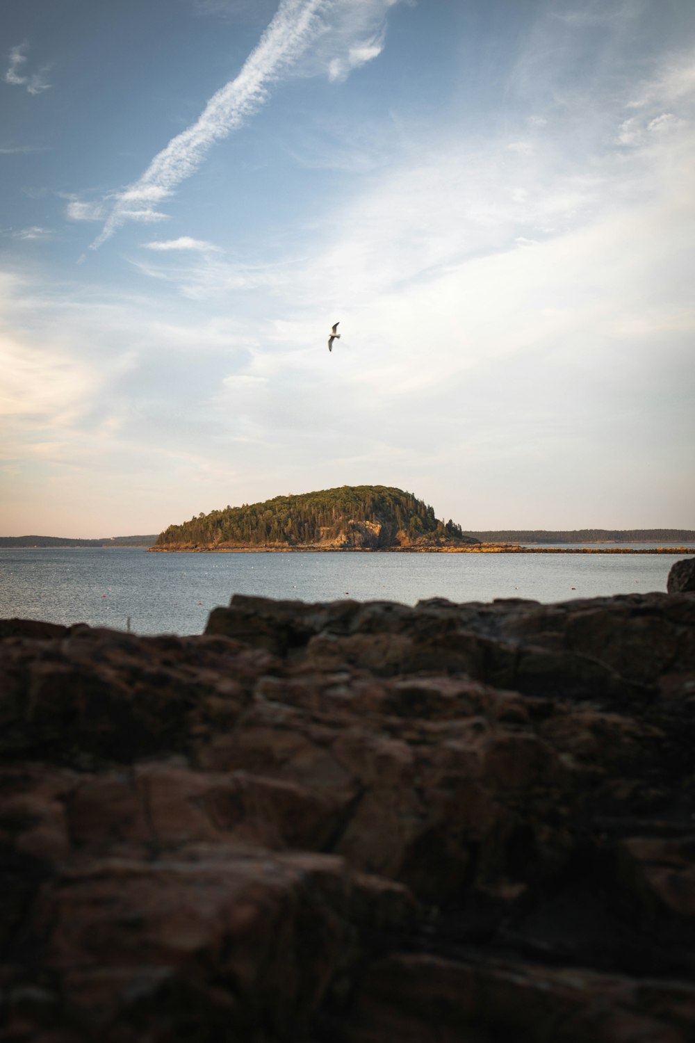 a bird flying over a rocky beach