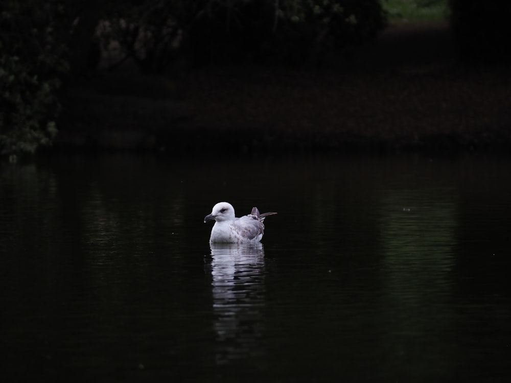a duck swimming in a lake