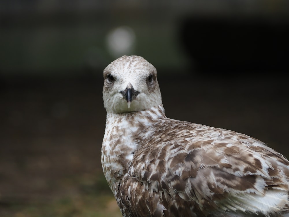 Ein Vogel mit weißem Gesicht