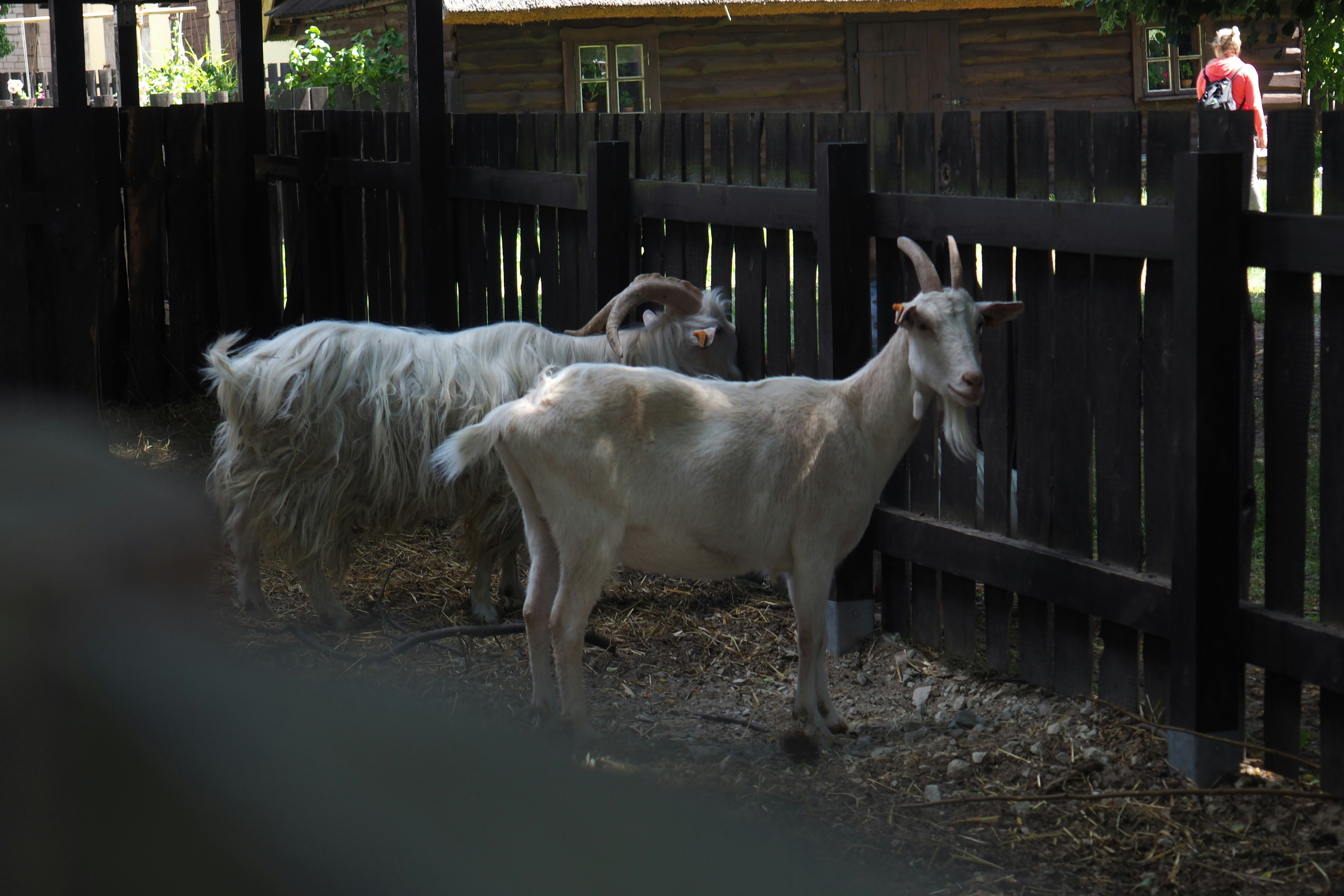Kinderboerderij Hoek van Holland