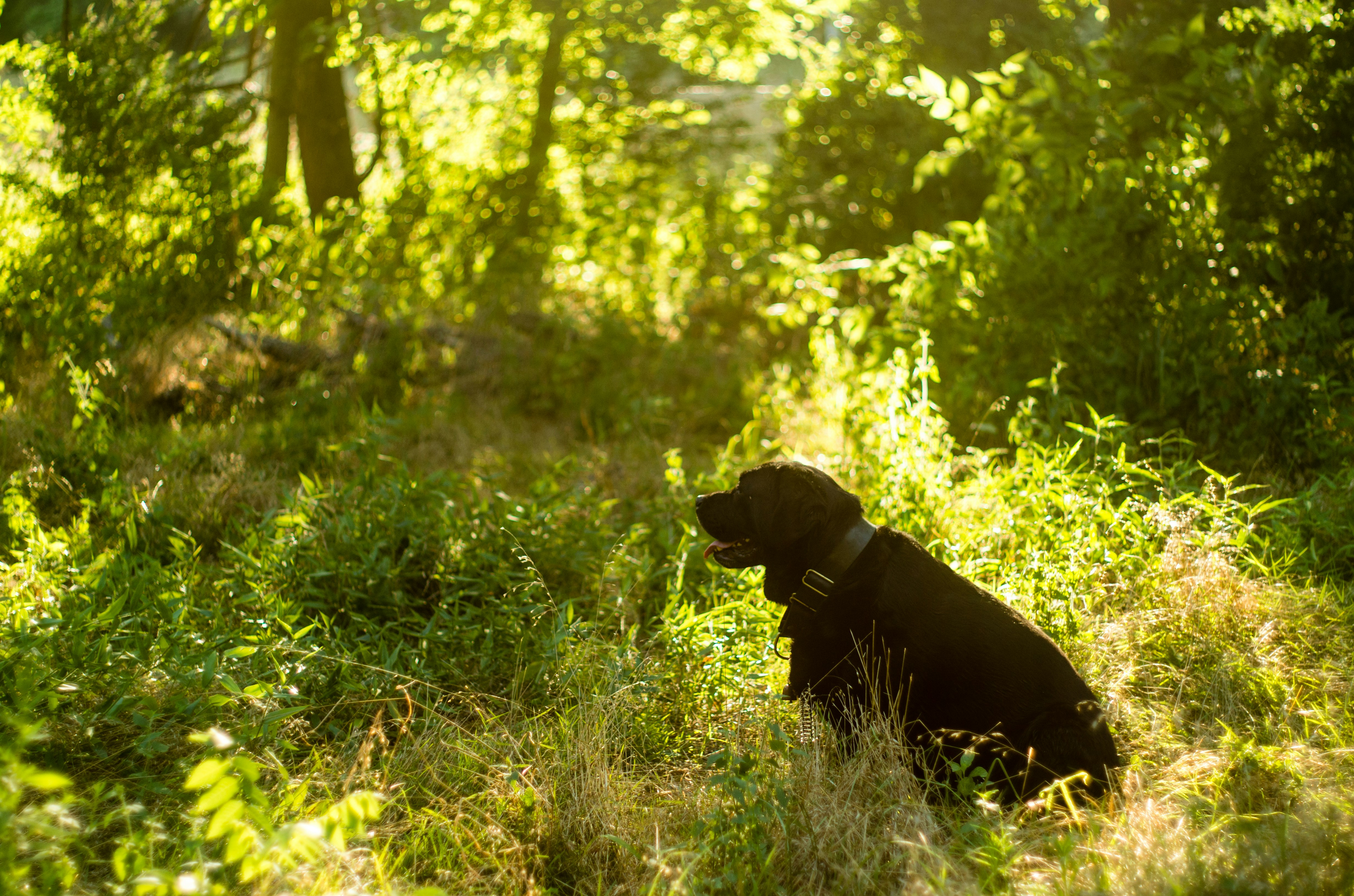 english lab vs american lab