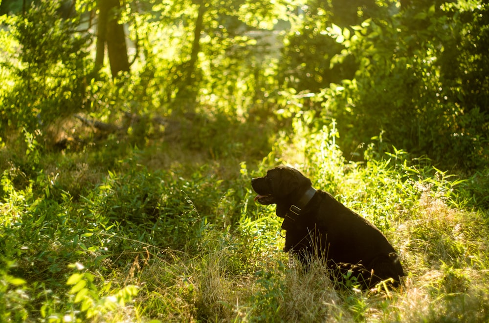 a dog in the woods