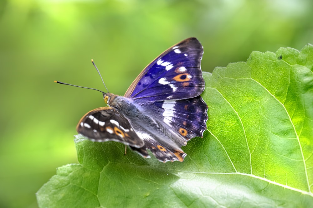 a butterfly on a leaf