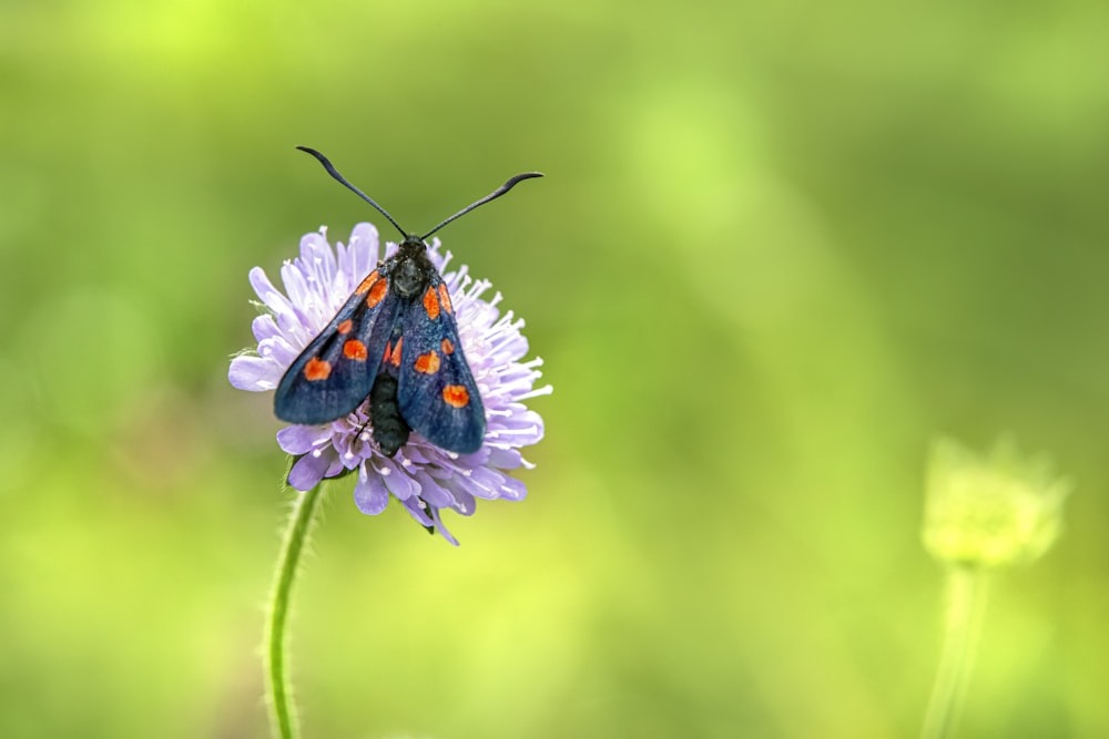 uma borboleta em uma flor