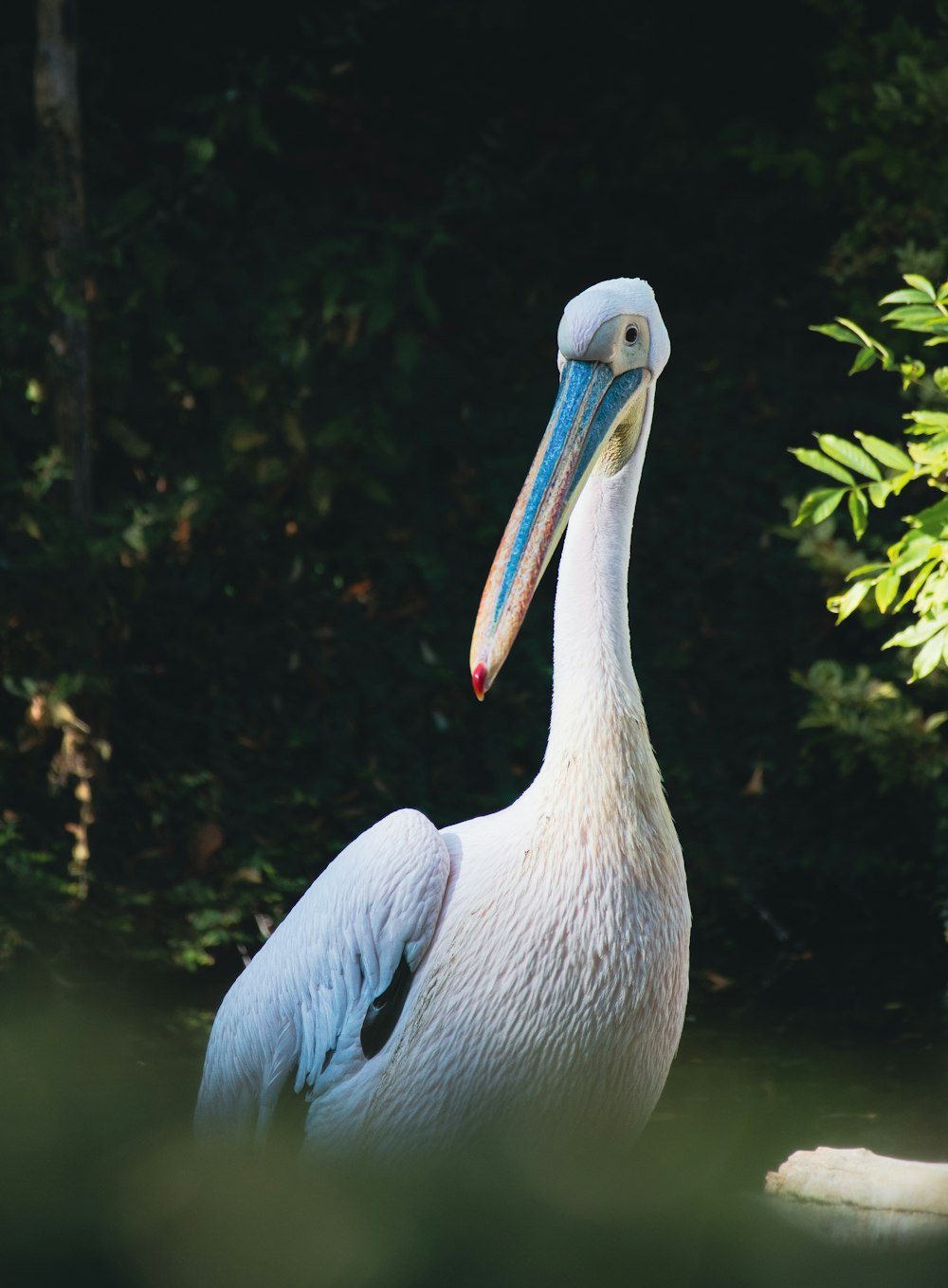 a white bird with a long beak