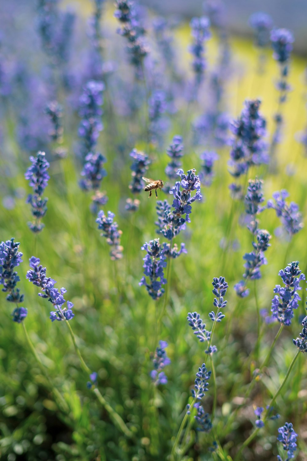 a field of blue flowers