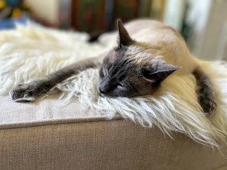 A cat with a light brown body and darker ears, face, and paws is sleeping on a plush, white, faux fur surface atop a beige couch. The relaxed position and soft focus of the background create a peaceful, cozy atmosphere.