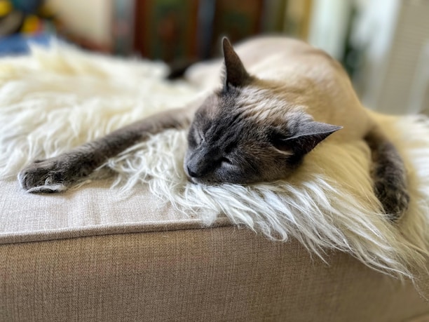 A cat with a light brown body and darker ears, face, and paws is sleeping on a plush, white, faux fur surface atop a beige couch. The relaxed position and soft focus of the background create a peaceful, cozy atmosphere.