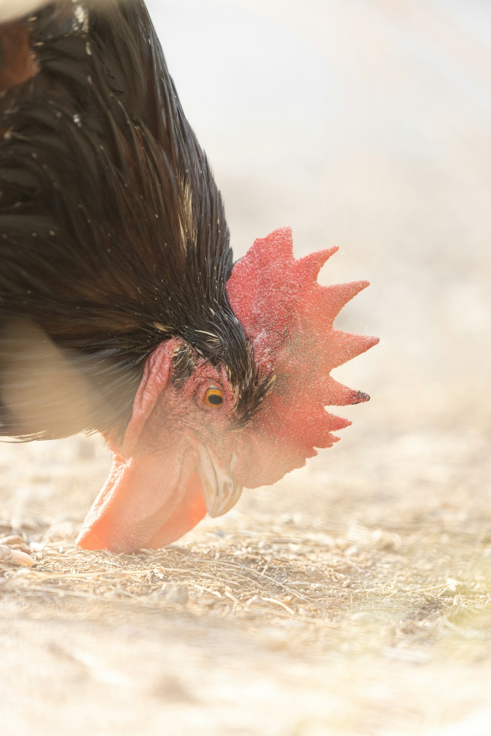 Un uccello con la testa nell'acqua