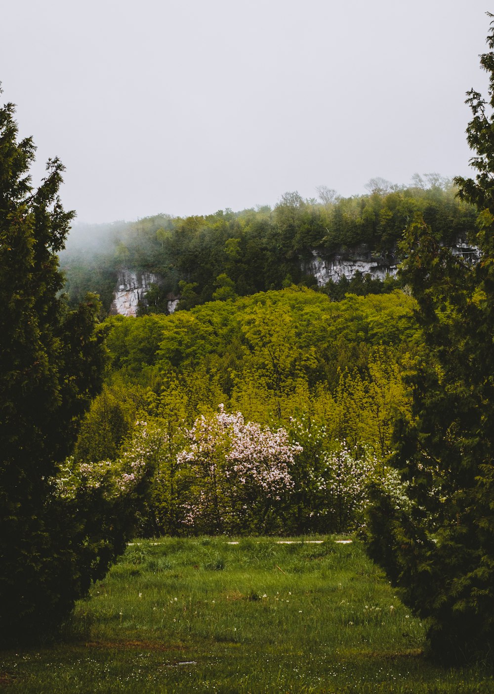 a group of trees with flowers