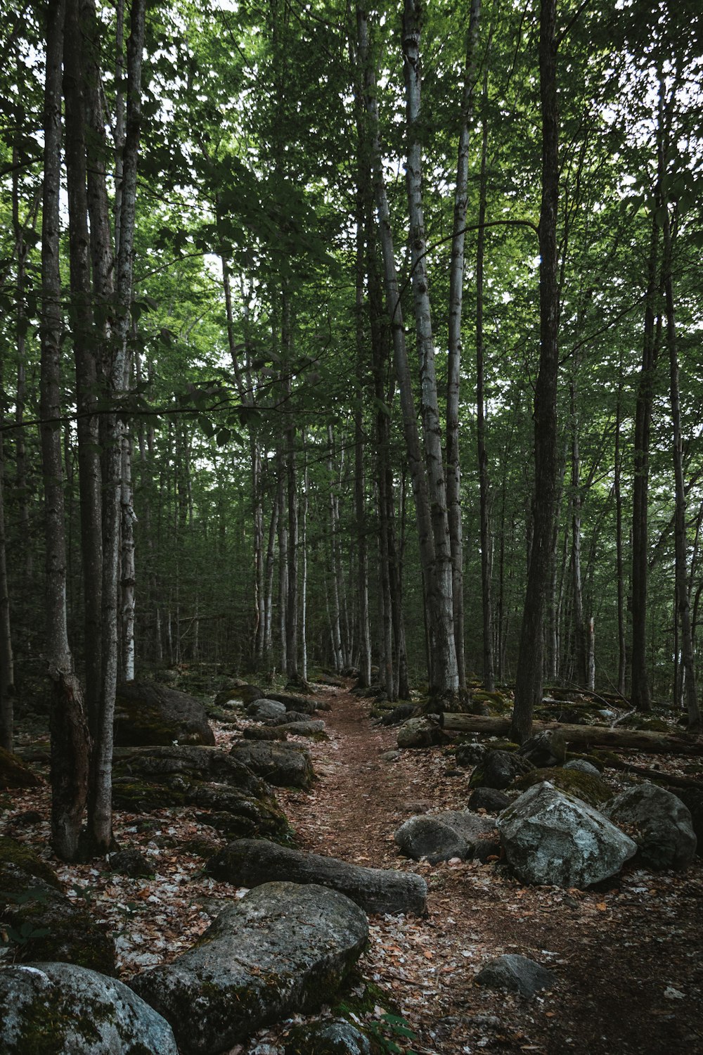 a forest with trees