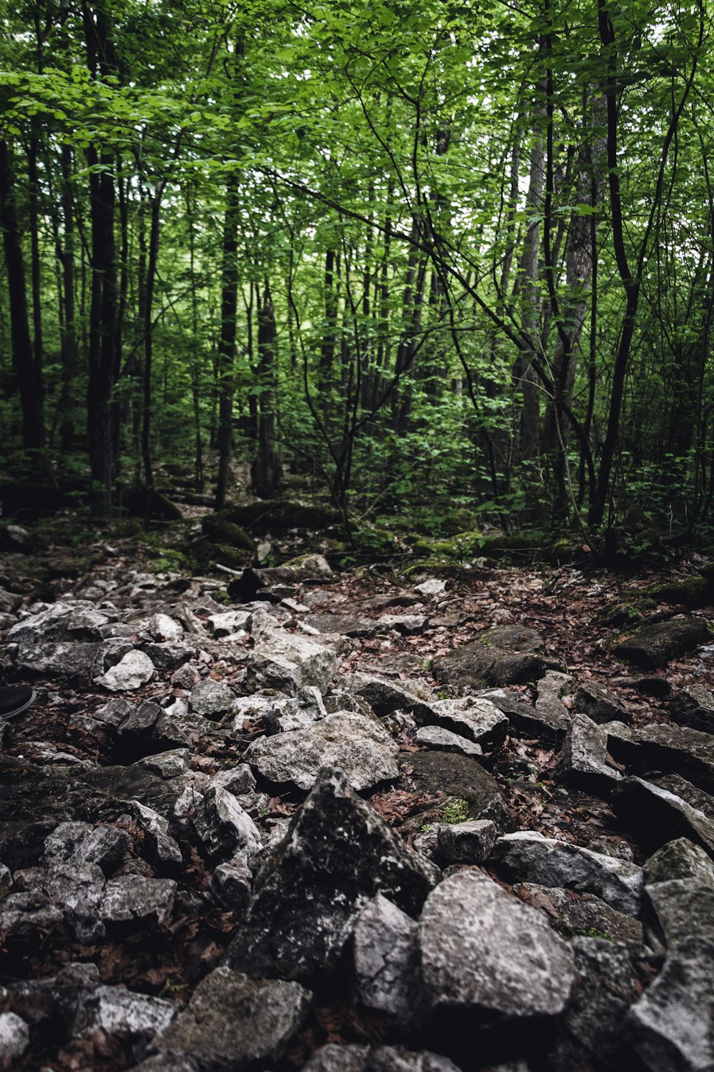 a rocky area with trees in the background