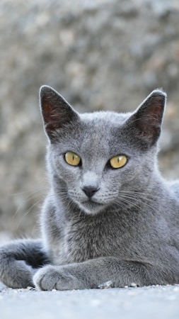 Korat