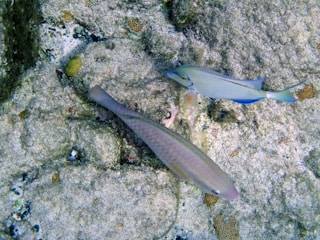 Two fish swimming over a sandy and rocky seabed. The seabed contains small patches of coral or marine life. The fish have sleek bodies with shades of blue, green, and grey.