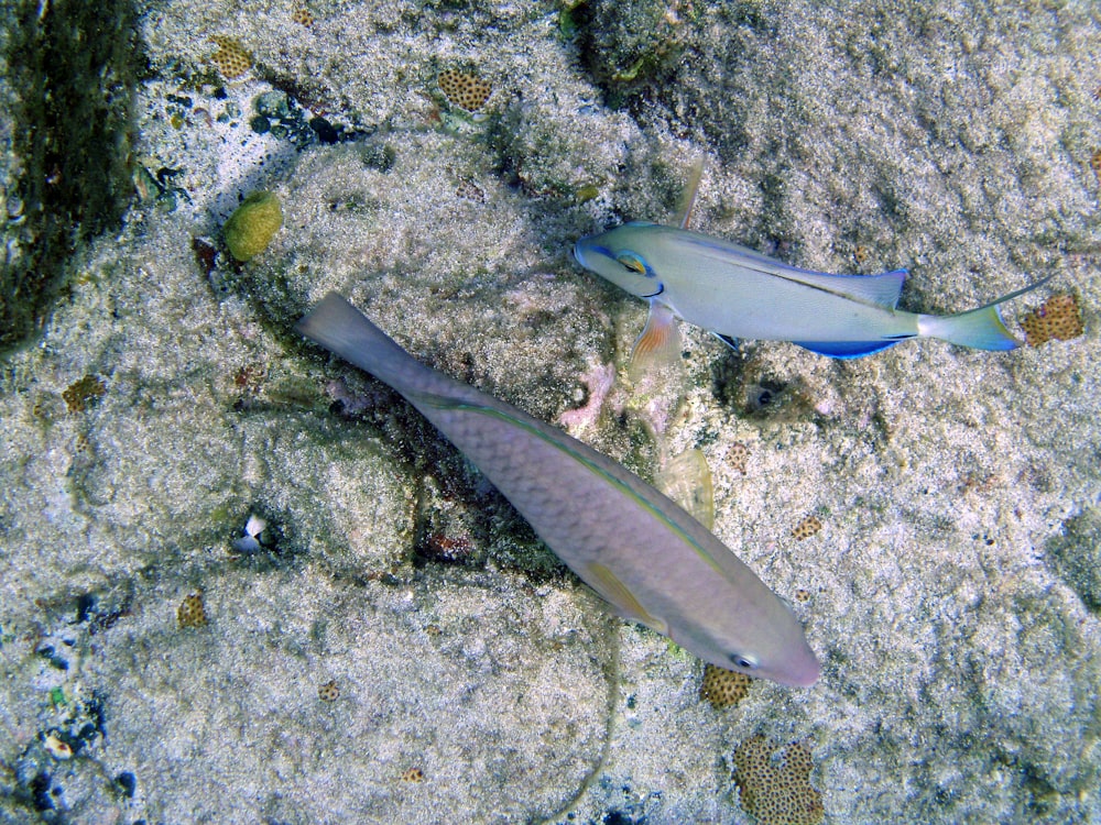 fish swimming in the water