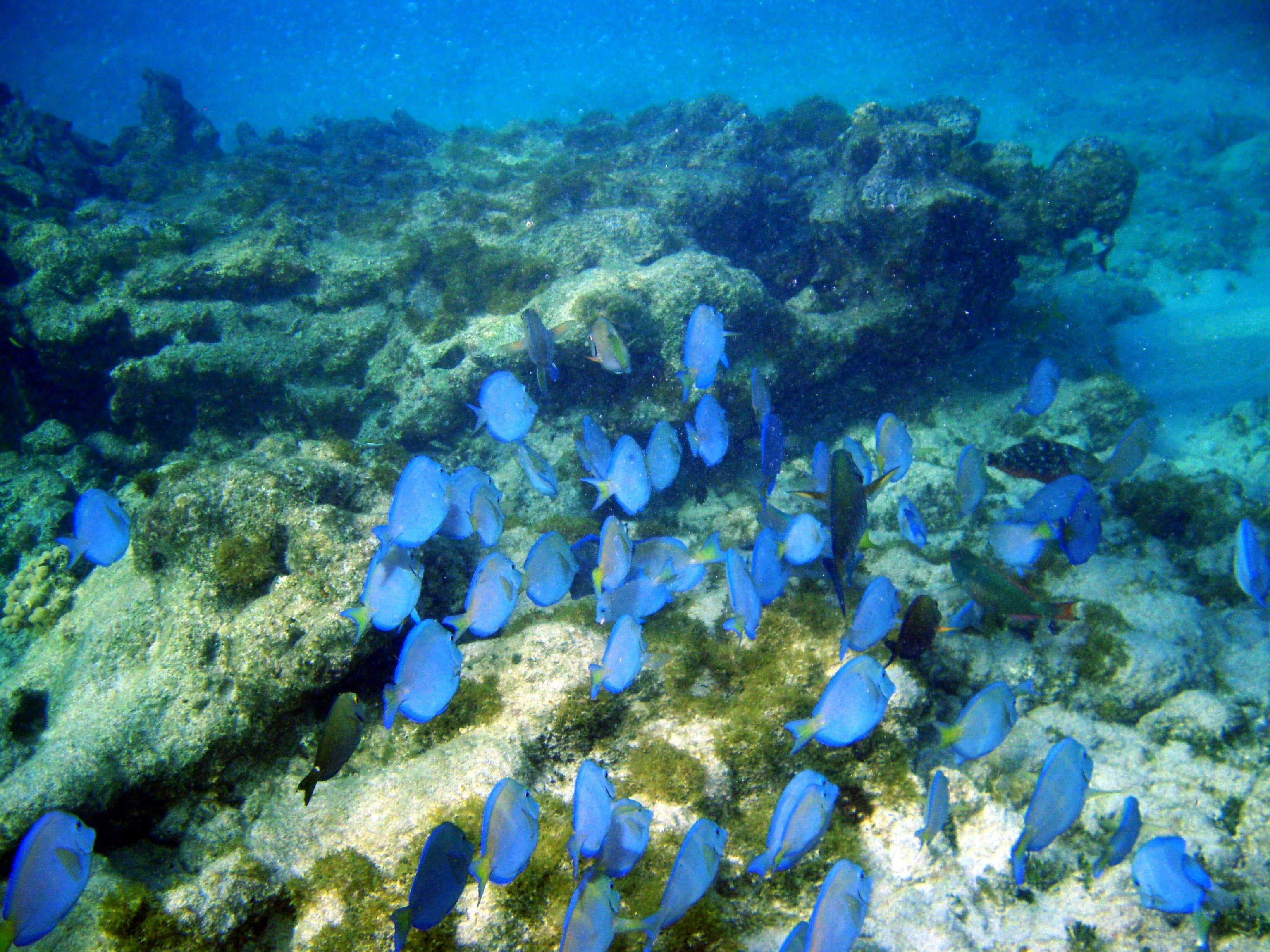 A feeding aggregation of Blue Tang and other surgeonfish.