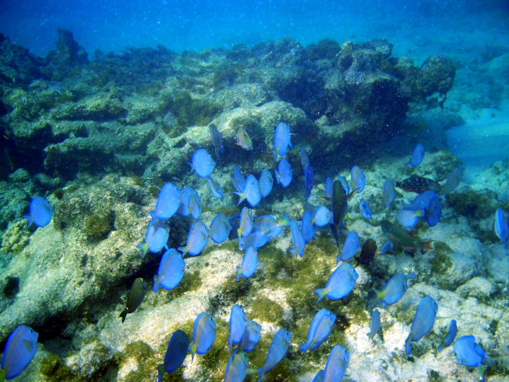 a school of fish swimming in the ocean