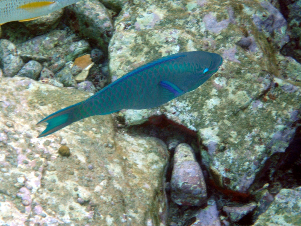 a blue fish swimming in the water
