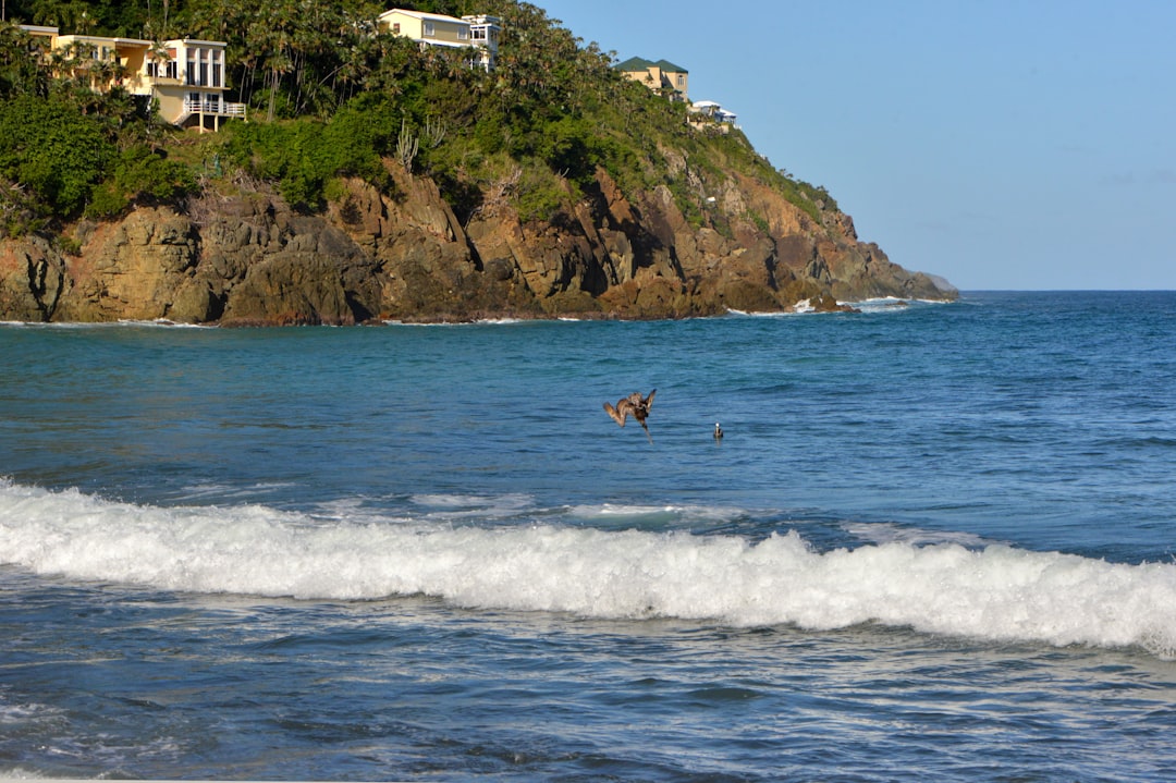 a dog jumping into the water, A Pelican dives into waves on the Atlantic Ocean shoreline of Mandahl Bay.